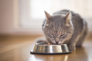 vad äter katter för mat